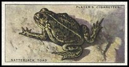 50 Natterjack Toad